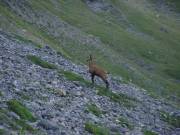Un chamois 2 